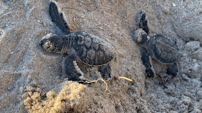 us sees record sea turtle nesting raising concerns about climate change threats