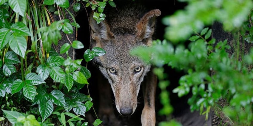 us to release more endangered red wolves in north carolina following lawsuit with conservation groups