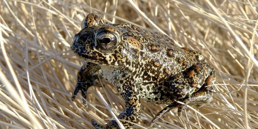 us to reopen review of nevada geothermal plant where endangered toad lives