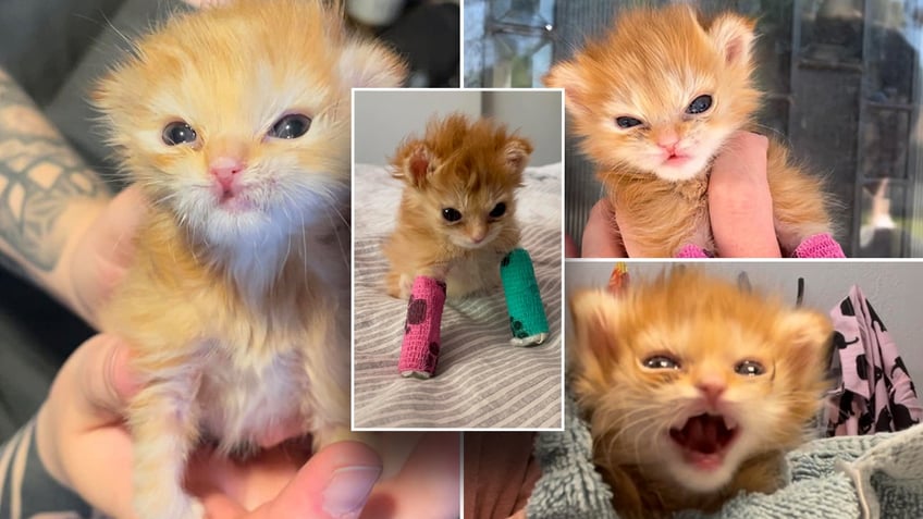 utah kitten wearing tiny splints takes internet by storm people love an underdog
