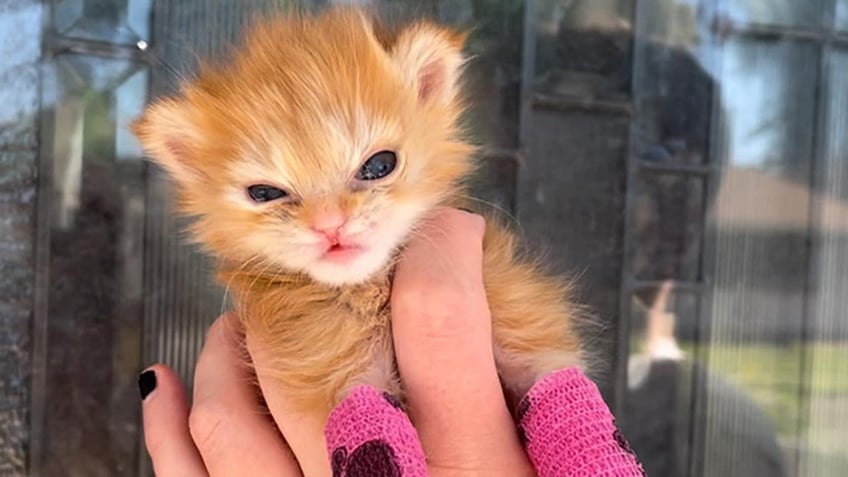 utah kitten wearing tiny splints takes internet by storm people love an underdog