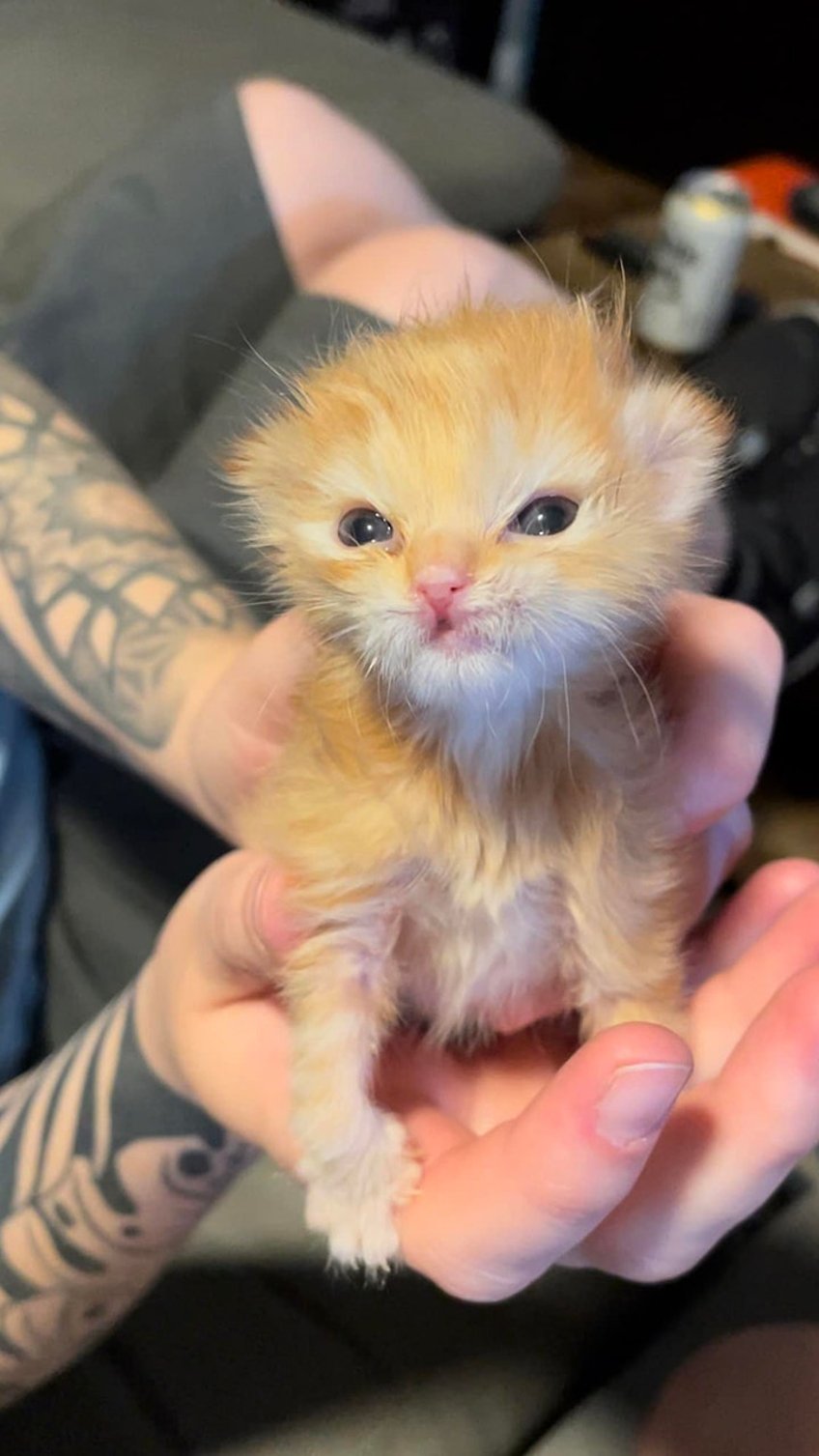 utah kitten wearing tiny splints takes internet by storm people love an underdog