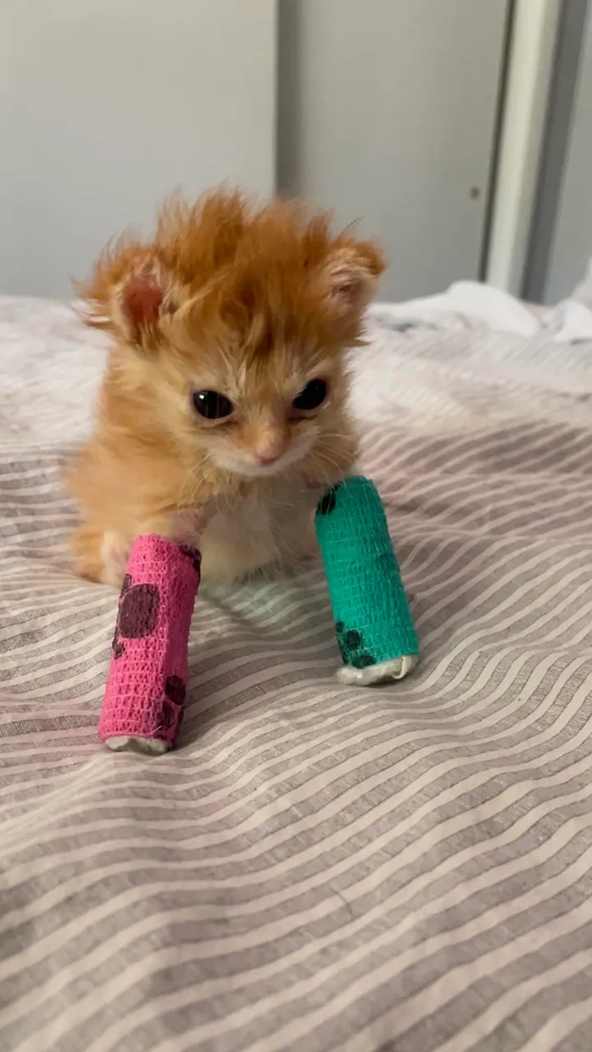 utah kitten wearing tiny splints takes internet by storm people love an underdog