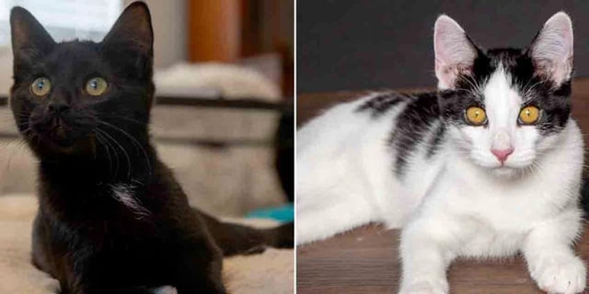 utah kittens romulus and remus seek a loving new home together