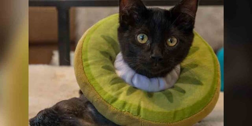 utah kittens romulus and remus seek a loving new home together