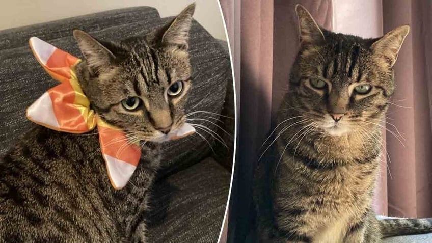 utah kitty candy corn needs a home and wants to meet a new family
