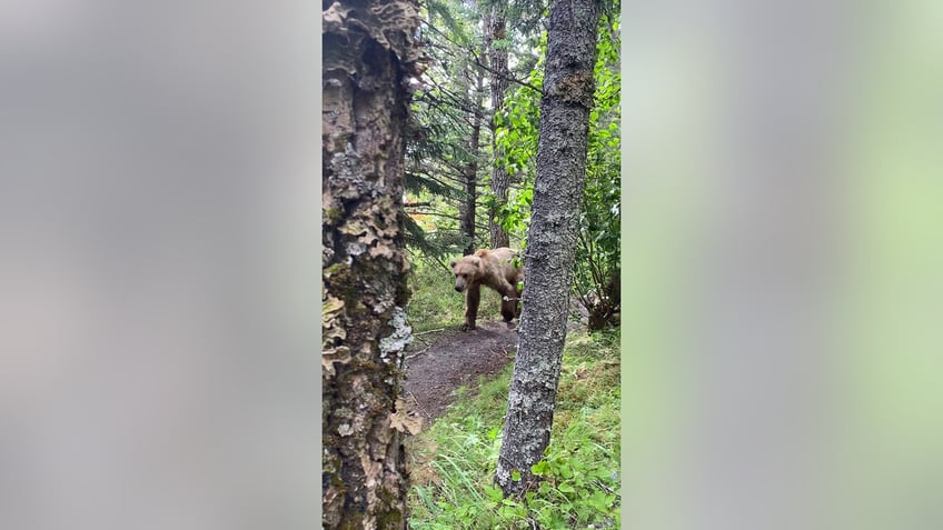 Grizzly bear in the woods