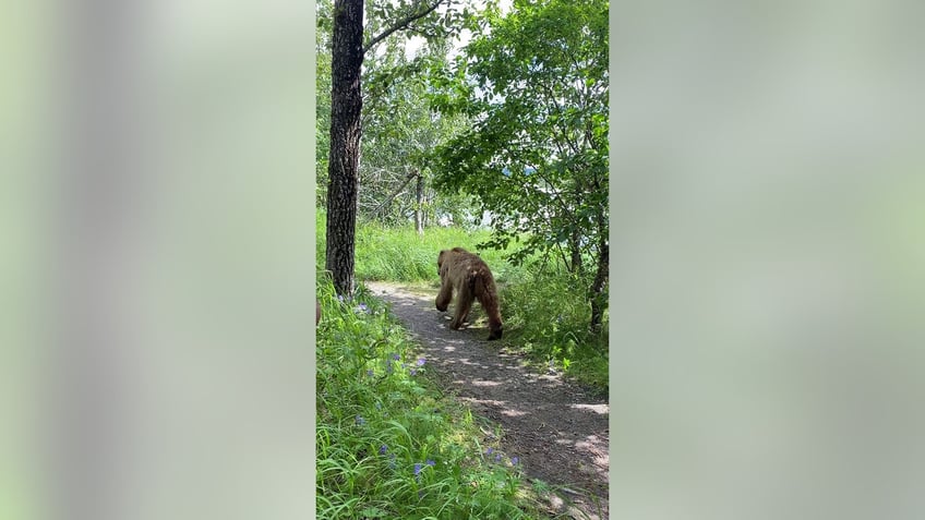 Grizzly bear walking