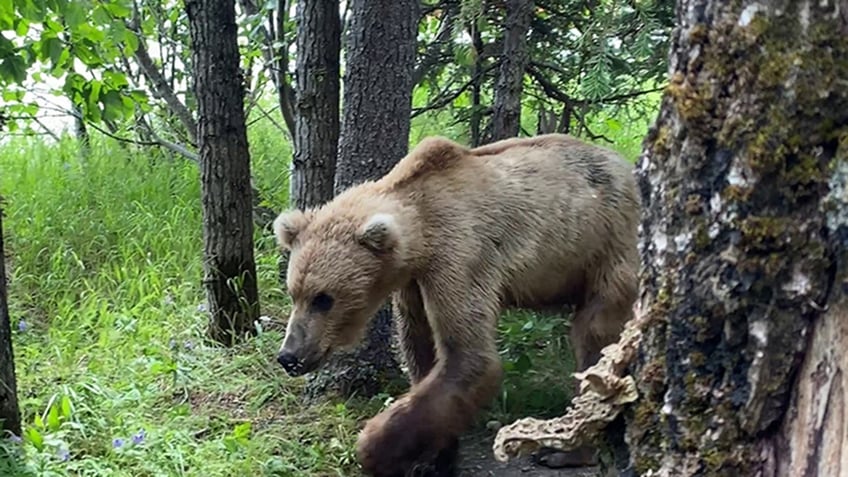 Grizzly bear walking