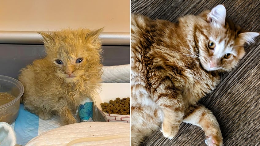 utah therapy cat named jean paul is a survivor himself was a little ginger kitten cold and unresponsive