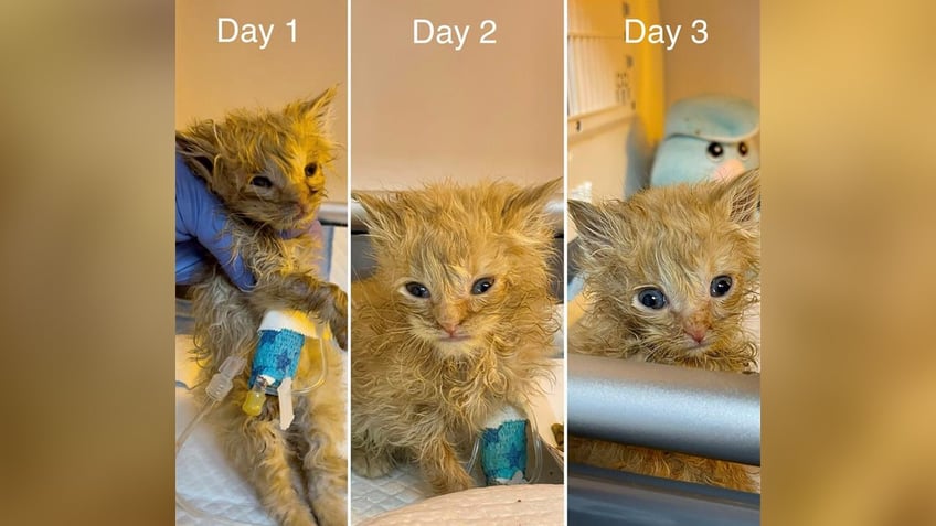 utah therapy cat named jean paul is a survivor himself was a little ginger kitten cold and unresponsive