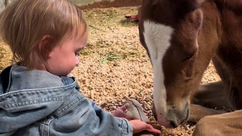 utah toddler age 2 rides horses as family claims shes a horse whisperer with a special touch