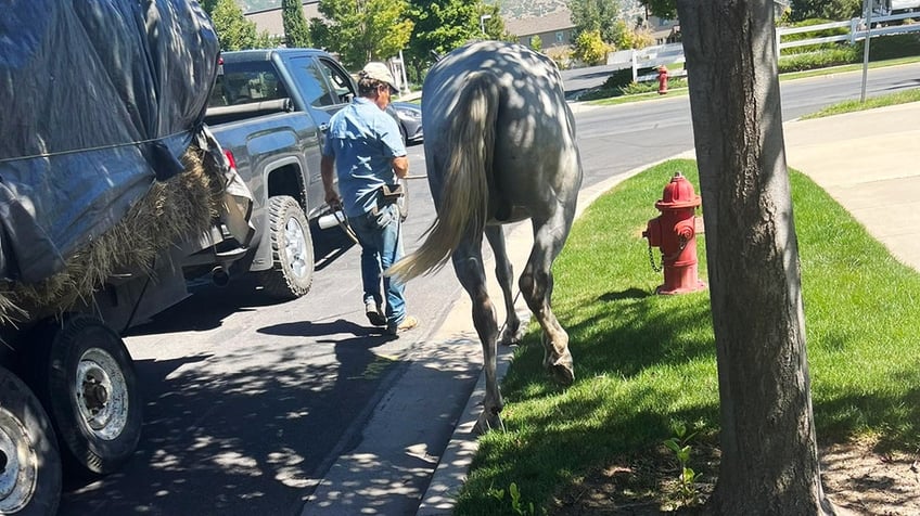 utah woman says about horses being dragged behind truck horrible to watch