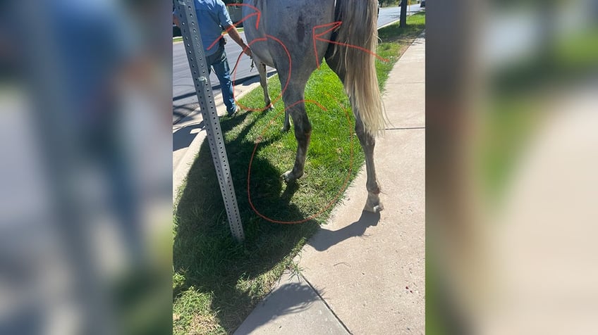 utah woman says about horses being dragged behind truck horrible to watch