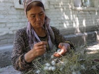 Uzbekistan tries to put fresh spin on its silk industry