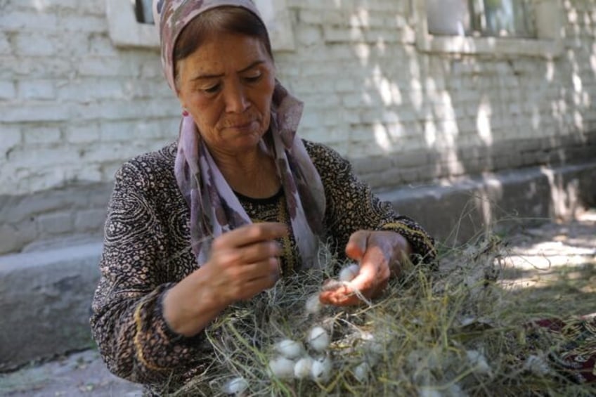 Hard work: Zubayda Pardayeva picks silkworm cocoons from mulberry branches