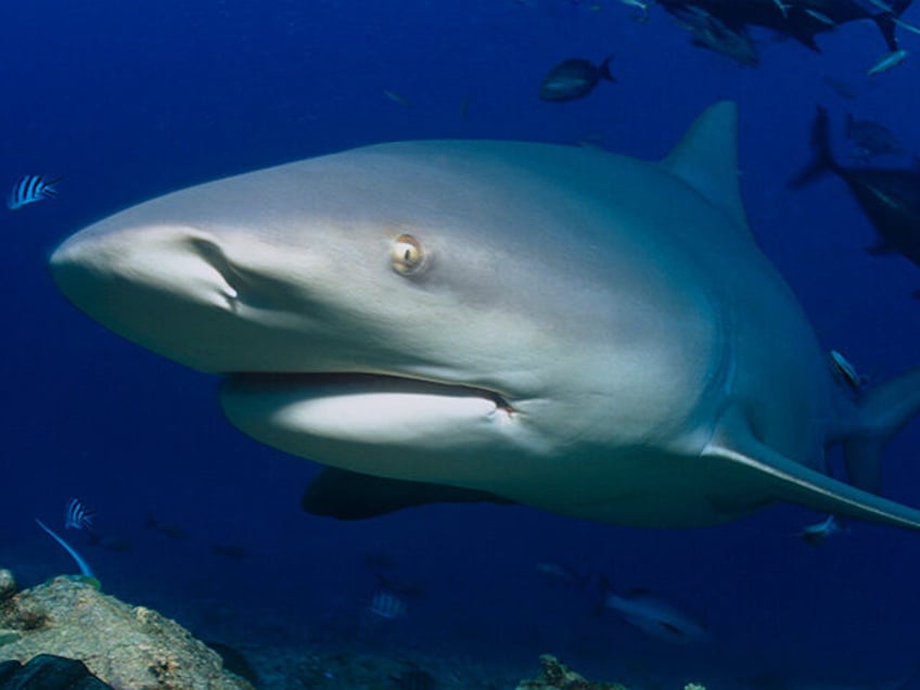 Bull Shark, Carcharhinus leucas, could be dangerous to humans, often stays in the shallow