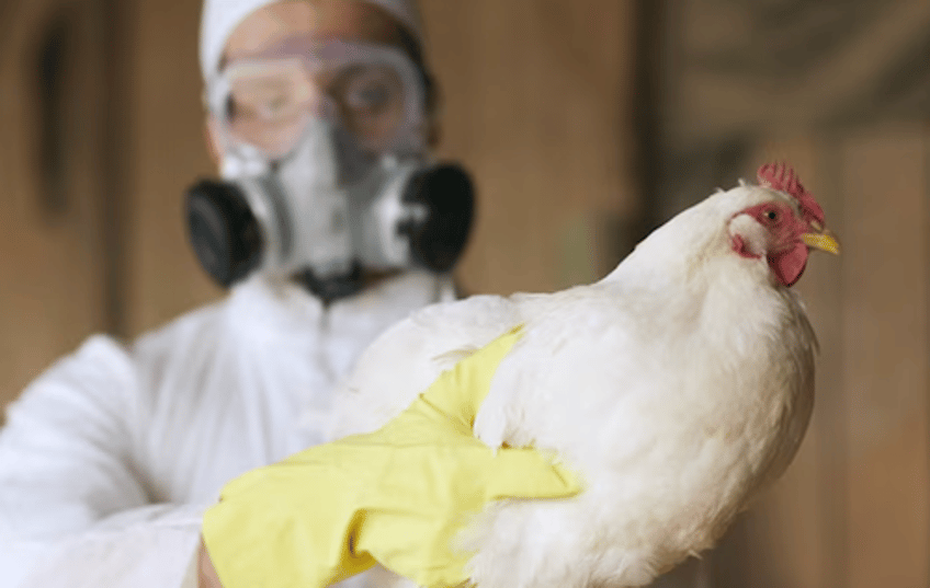 vaccine stocks erupt after bird flu cases reported in us australia