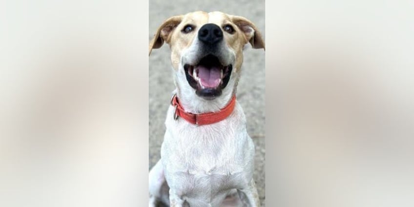 vermont dog relocated up for adoption in new jersey after flooding threatens shelter
