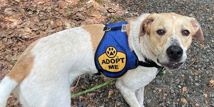 vermont dog relocated up for adoption in new jersey after flooding threatens shelter