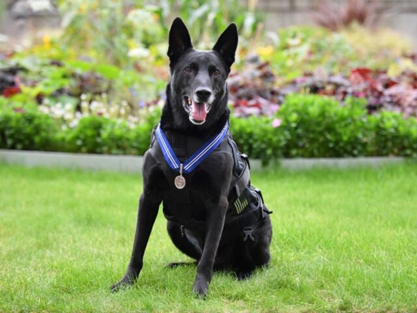 US Secret Service dog, Hurricane poses with his medal after receiving the PDSA Order of Me