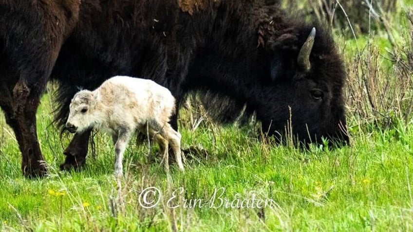 white bison calf at Yellowstone