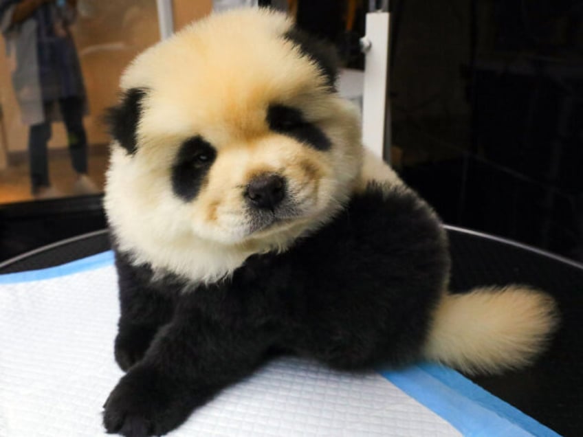 chow chow panda