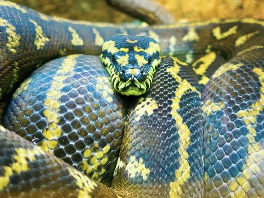 python