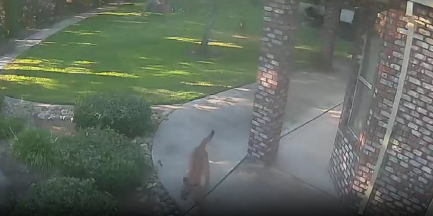 video shows california mountain lion being chased away from home by family dog