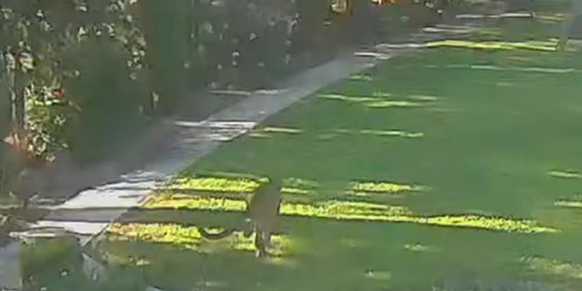 video shows california mountain lion being chased away from home by family dog