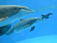 Video shows dolphin calf birth and first breath at Chicago zoo. Mom’s friend helped