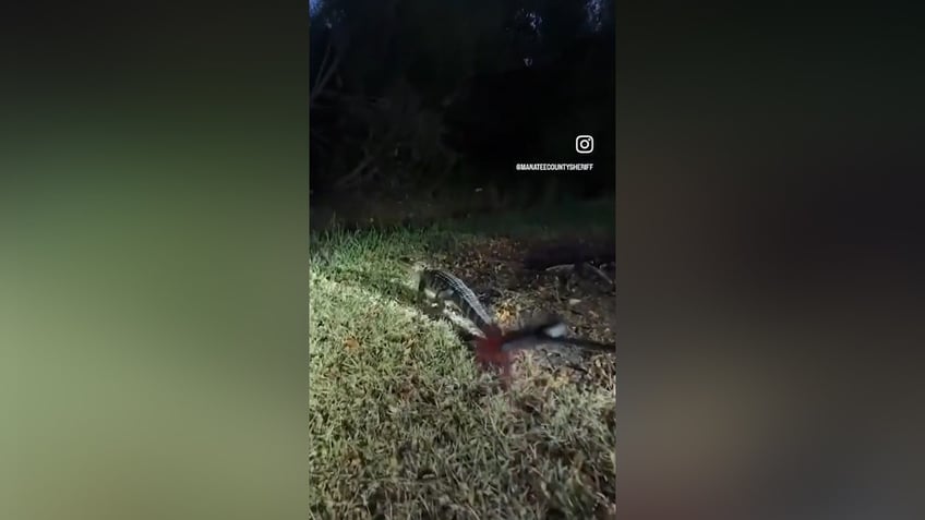 Alligator walking away