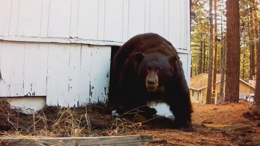 video shows moment bear emerges from under home after being shot at with paintball gun