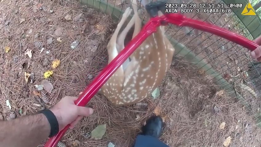 video shows moments georgia police sergeant rescues crying fawn stuck in fence