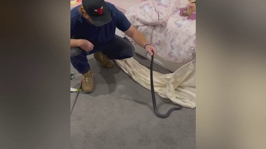 Snake being put in a bag