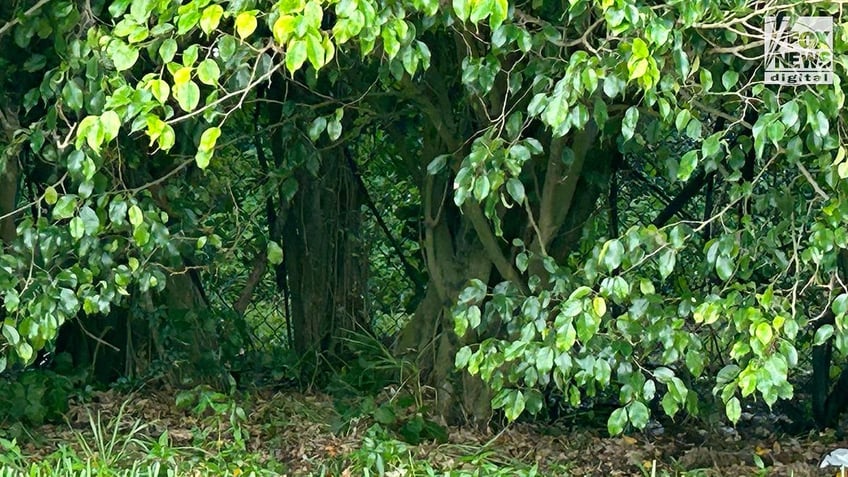 A view of the sniper's nest by Trump International Golf Club in West Palm Beach where alleged assassin, Ryan Routh was laying in wait.