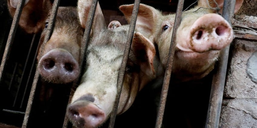 vietnam will export 2m doses of swine fever vaccine to philippines by october