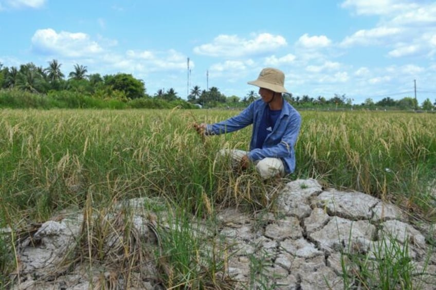 A farmer looks at his crop in a dry rice field in southern Vietnam's Ca Mau province, whic