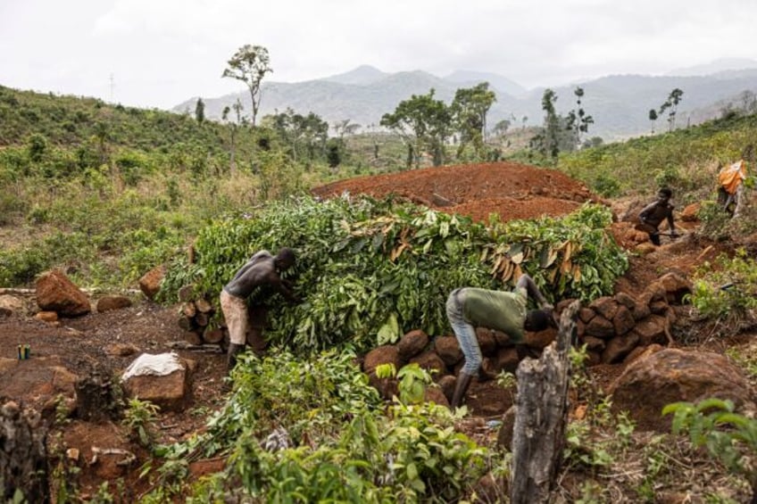 Burning tree trunks to produce charcoal for use as a cheap fuel is illegal in the protecte