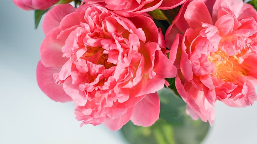 vase-of-peonies