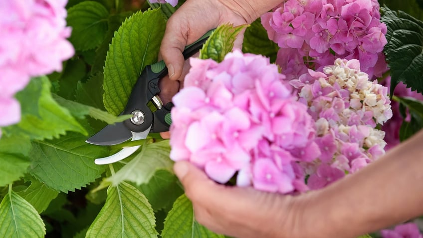 cutting-hydrangeas