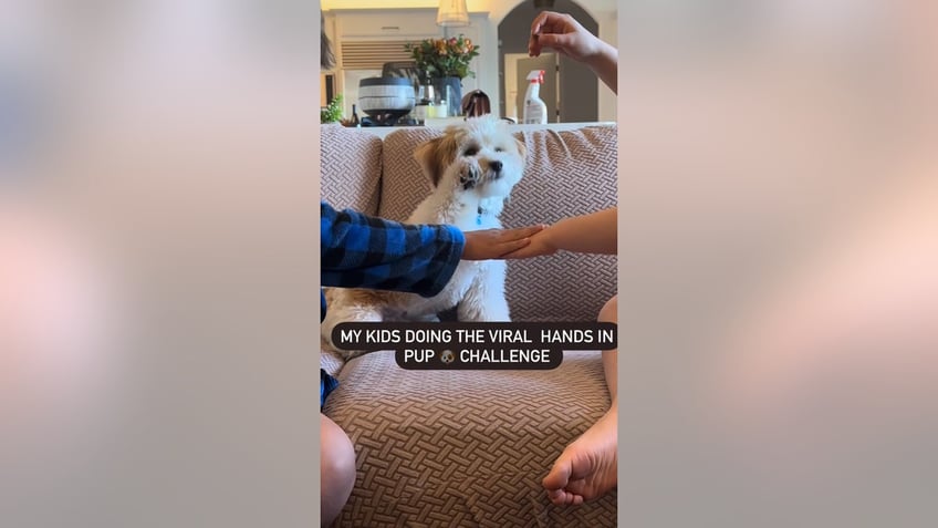 dog with treat for paw in challenge