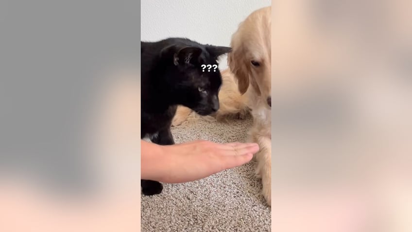 cat confused by paw in challenge