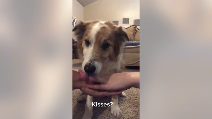 dog gives kisses not paw in challenge