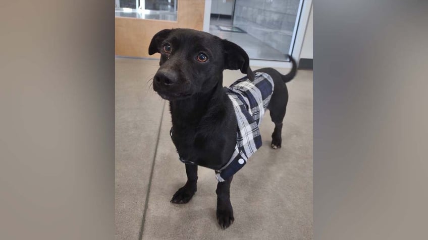 viral post from texas animal shelter helps antisocial dog find new home