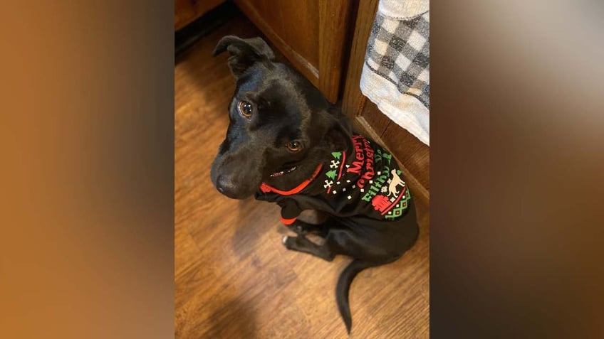 viral post from texas animal shelter helps antisocial dog find new home