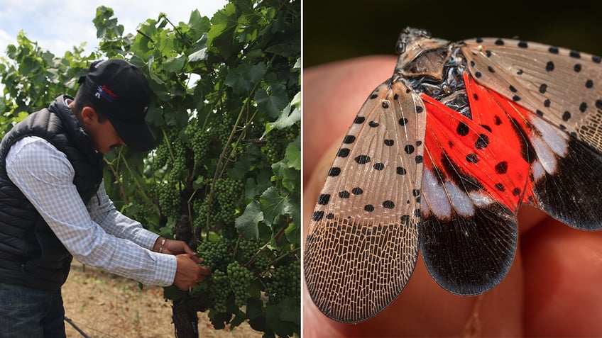 CWG and lanternflies