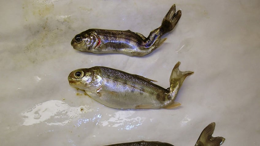 virginia euthanizes 40k trout after testing finds parasitic whirling disease