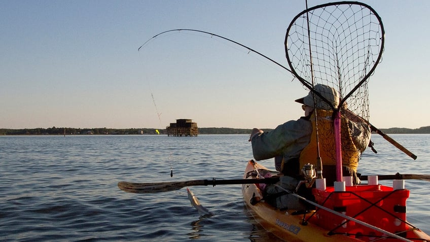 virginia euthanizes 40k trout after testing finds parasitic whirling disease