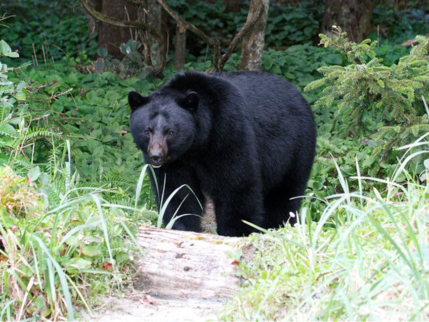 a large black bear walking through a green forest